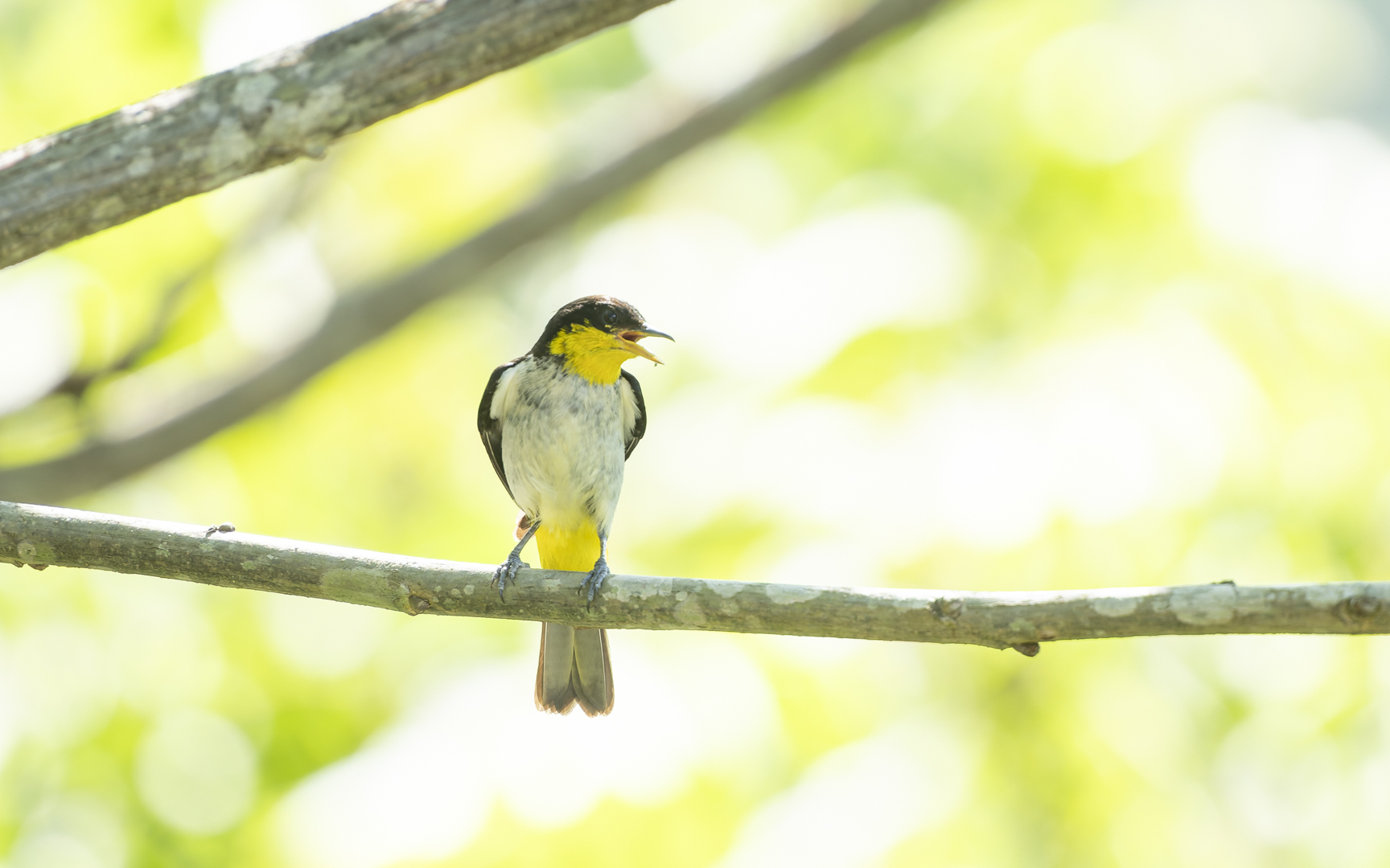 Hemithraupis flavicollis – キゴシフウキンチョウ