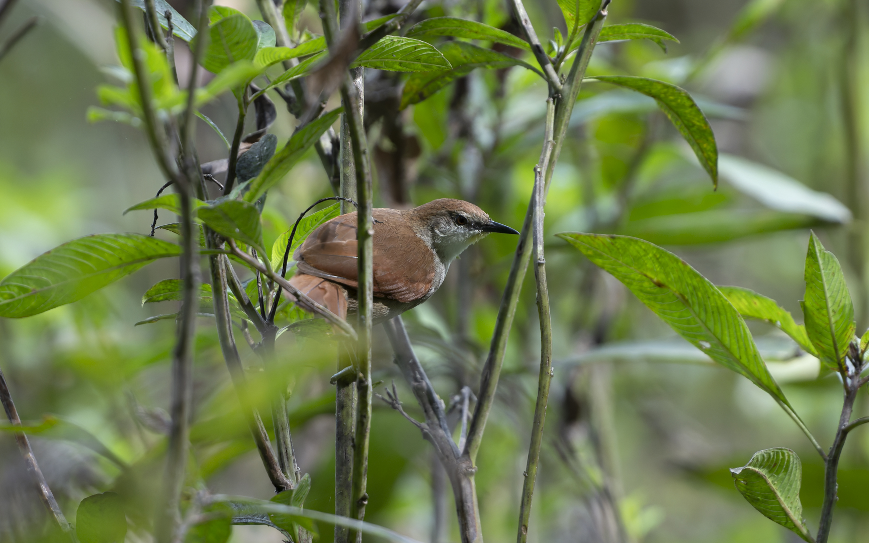 Certhiaxis cinnamomeus – キバシリカマドドリ