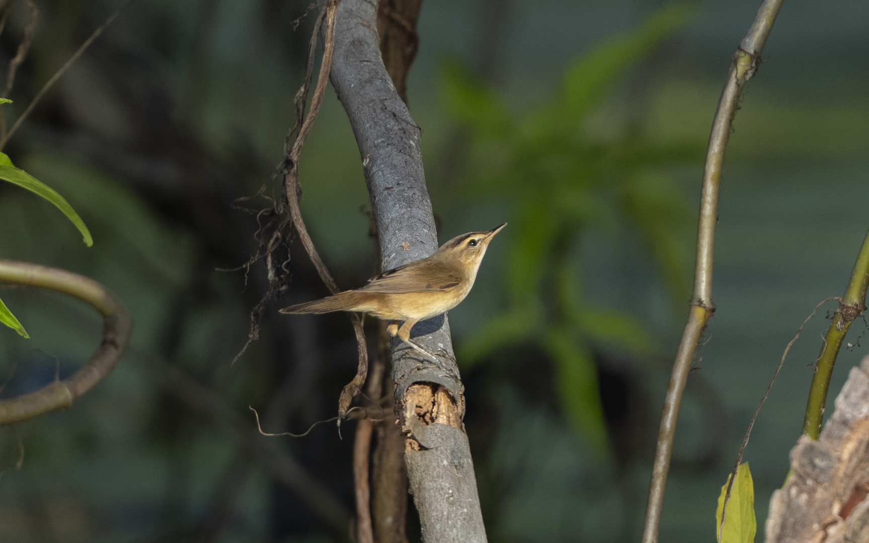 Acrocephalus bistrigiceps – コヨシキリ Acrocephalus bistrigiceps – コヨシキリ