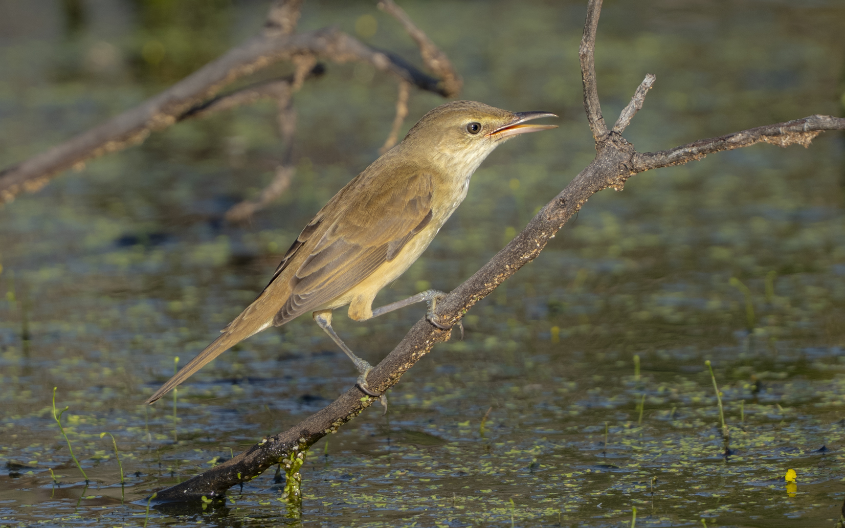 Acrocephalus orientalis – オオヨシキリ Acrocephalus orientalis – オオヨシキリ