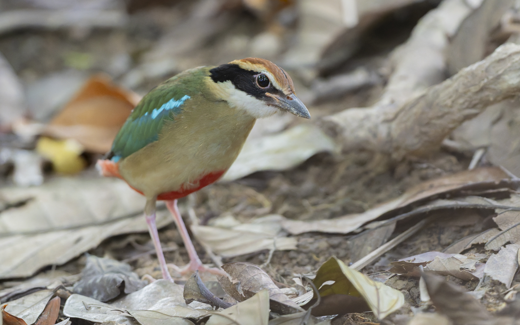 Pitta nympha – ヤイロチョウ Pitta nympha – ヤイロチョウ