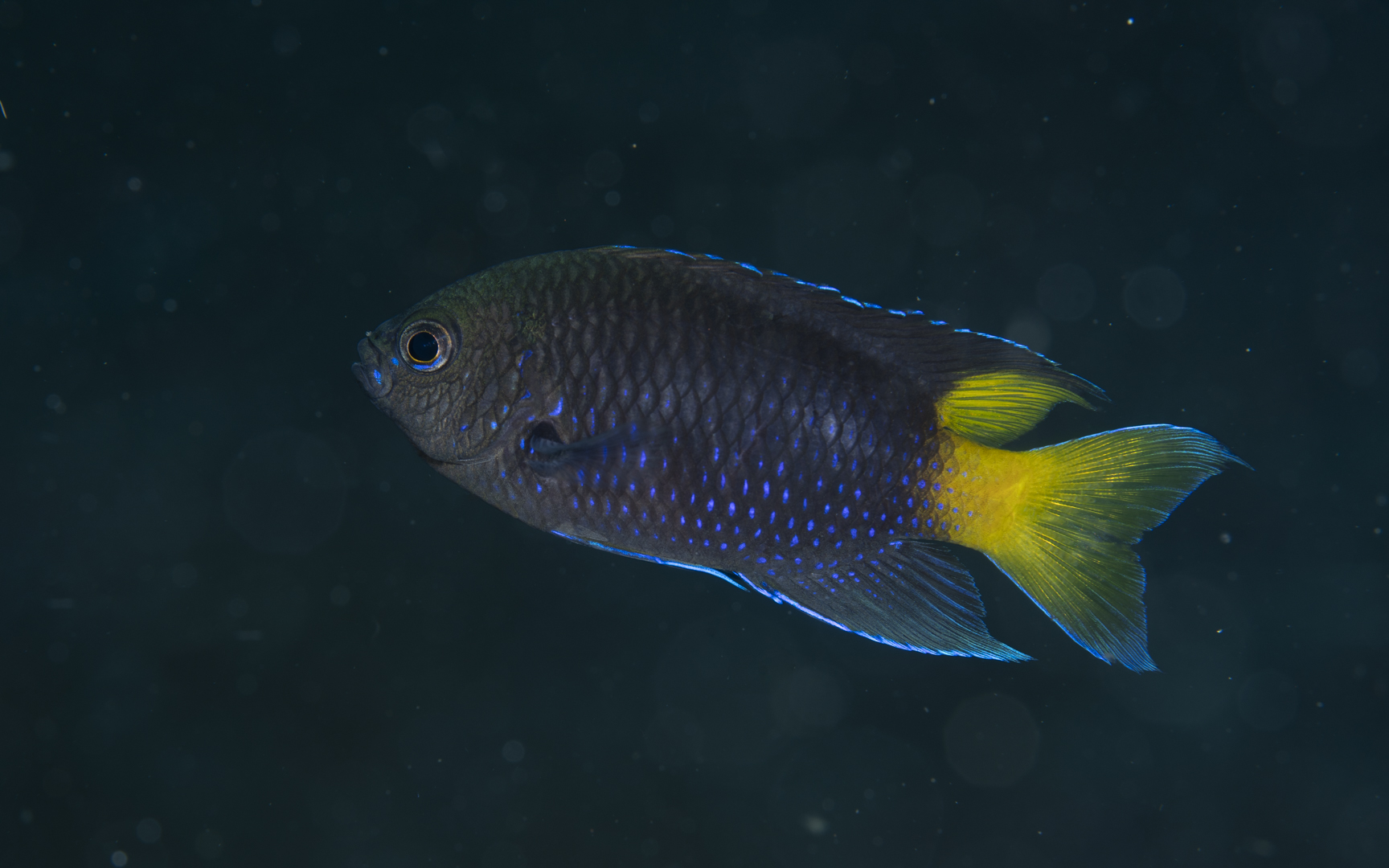 Pomacentrus philippinus – フィリピンスズメダイ