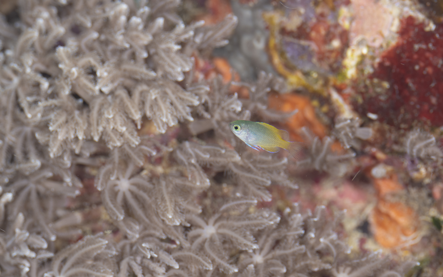 Pomacentrus lepidogenys – アサドスズメダイ