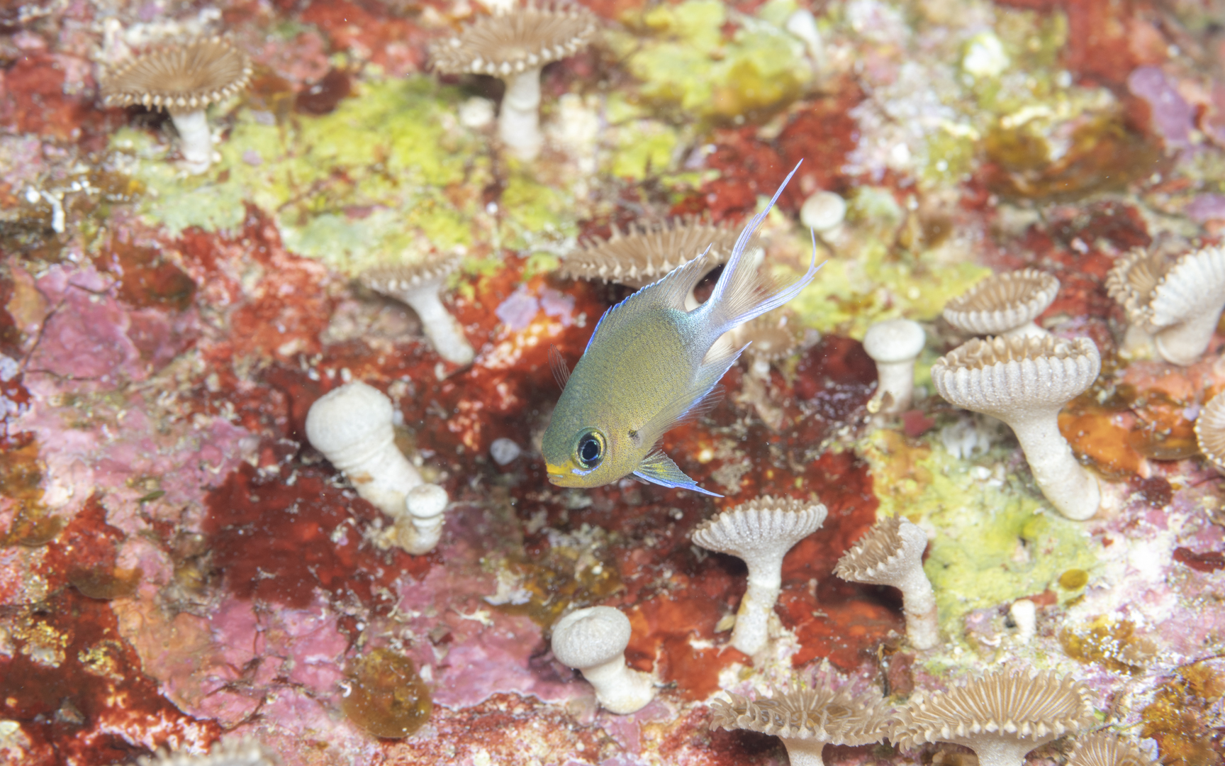 Pycnochromis ovatiformis – マルスズメダイ