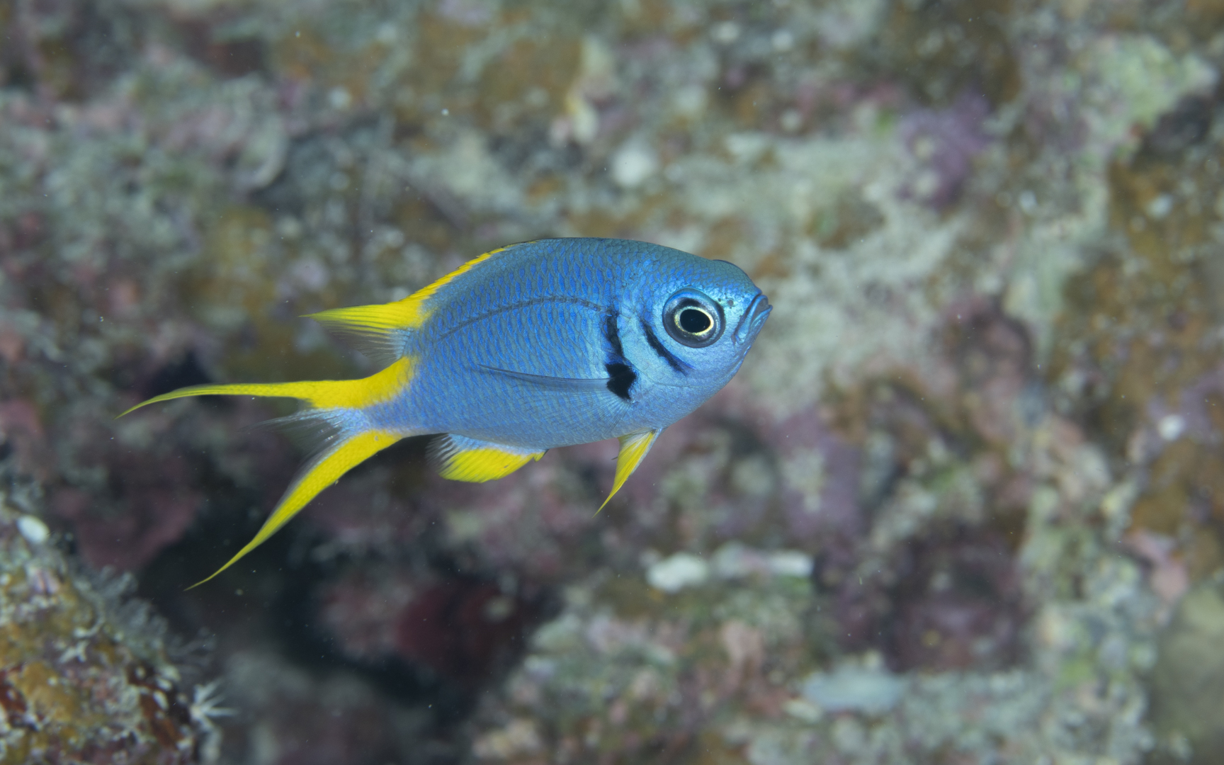 Chromis anadema Motomura – カンザシスズメダイ