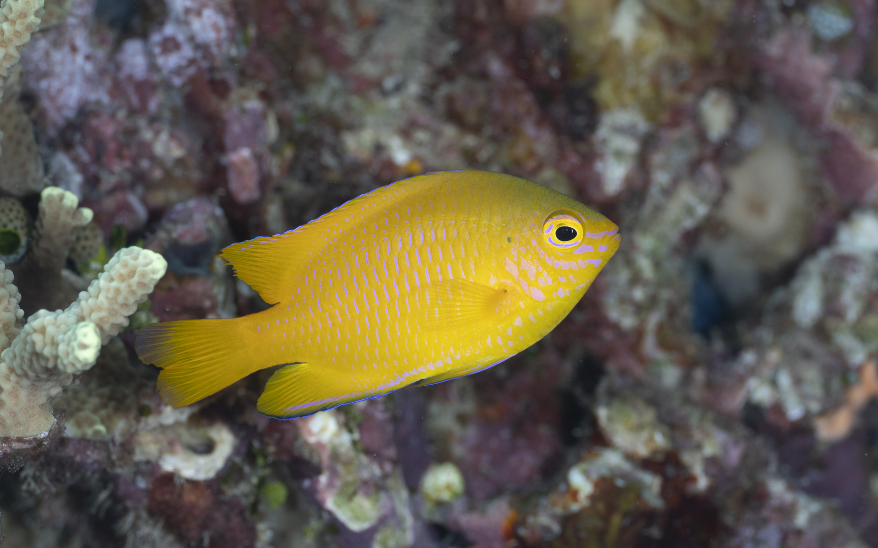 Pomacentrus moluccensis – ネッタイスズメダイ