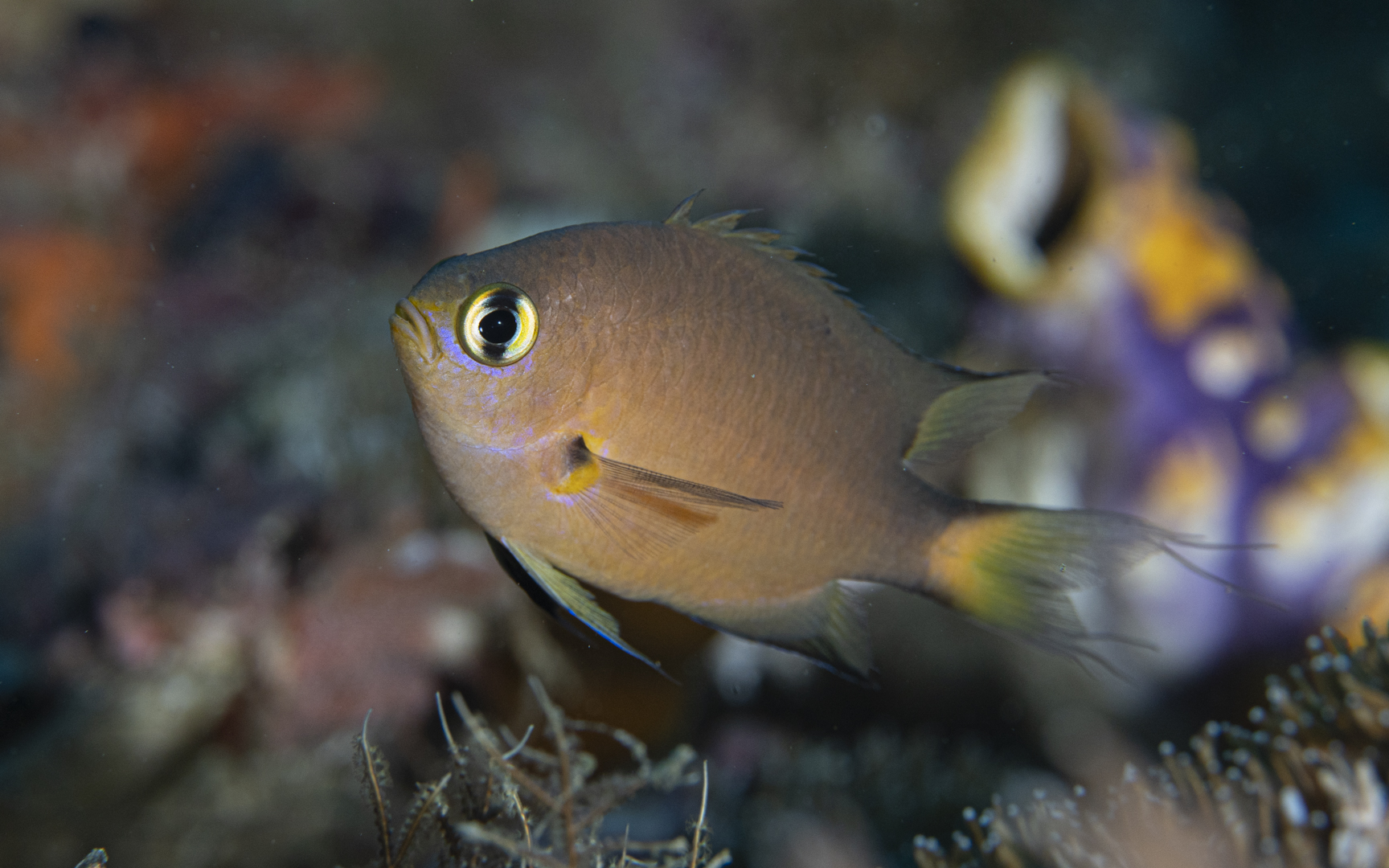 Pycnochromis atripes – ヒレグロスズメダイ