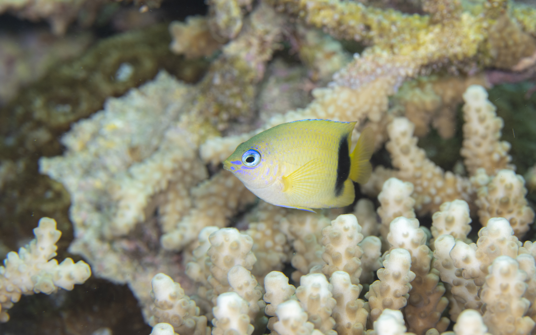 Plectroglyphidodon johnstonianus – ルリイシガキスズメダイ