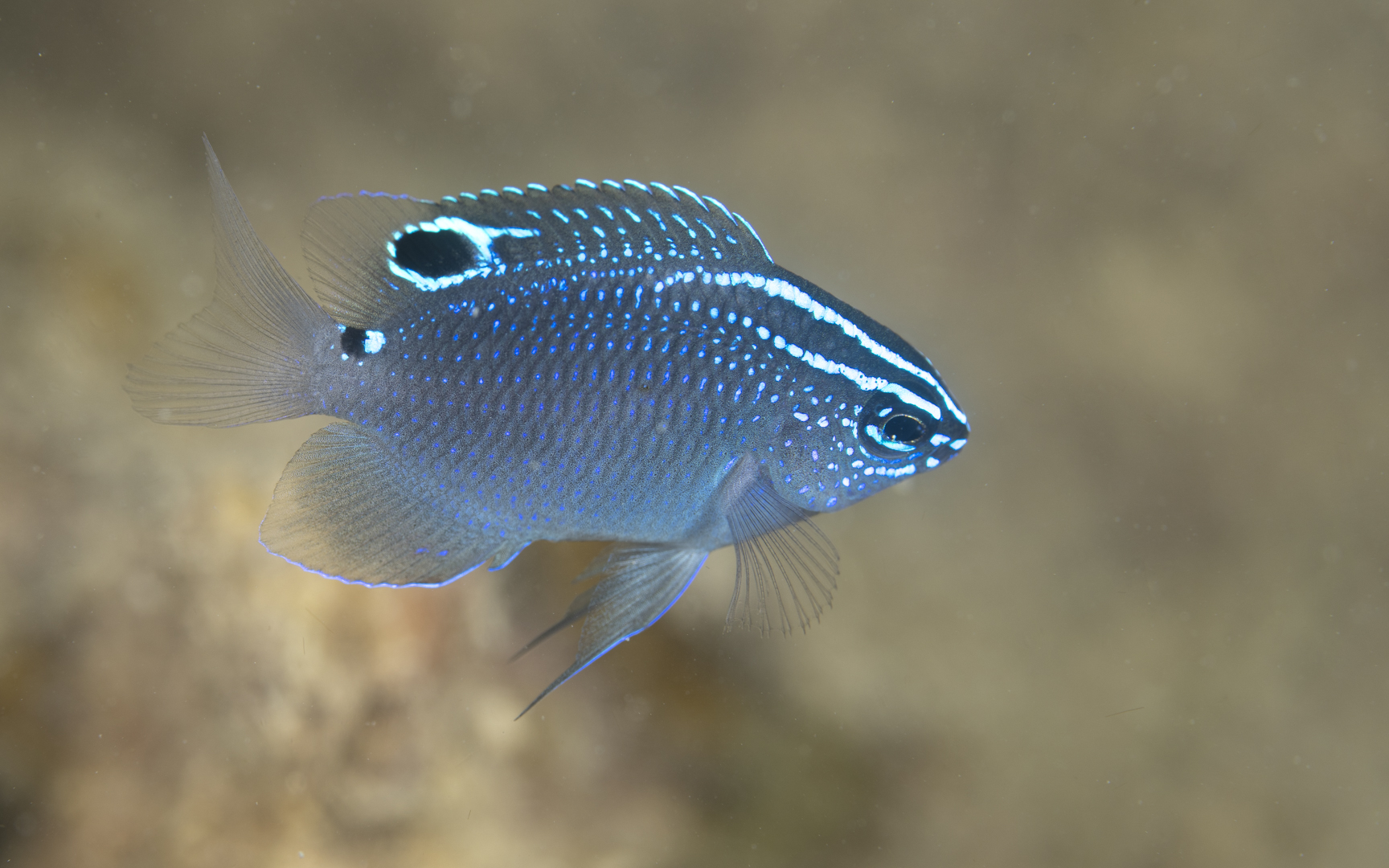 Pomacentrus tripunctatus – オリオンスズメダイ