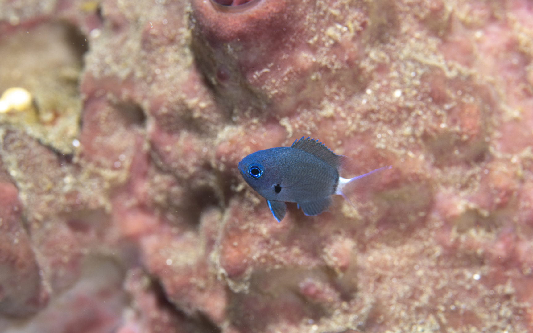 Pycnochromis delta – デルタスズメダイ