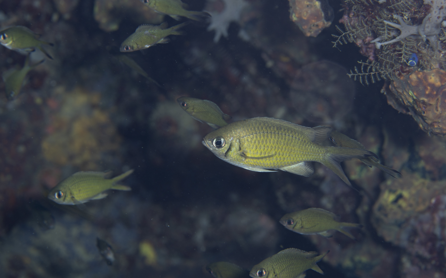 Chromis weberi – タカサゴスズメダイ