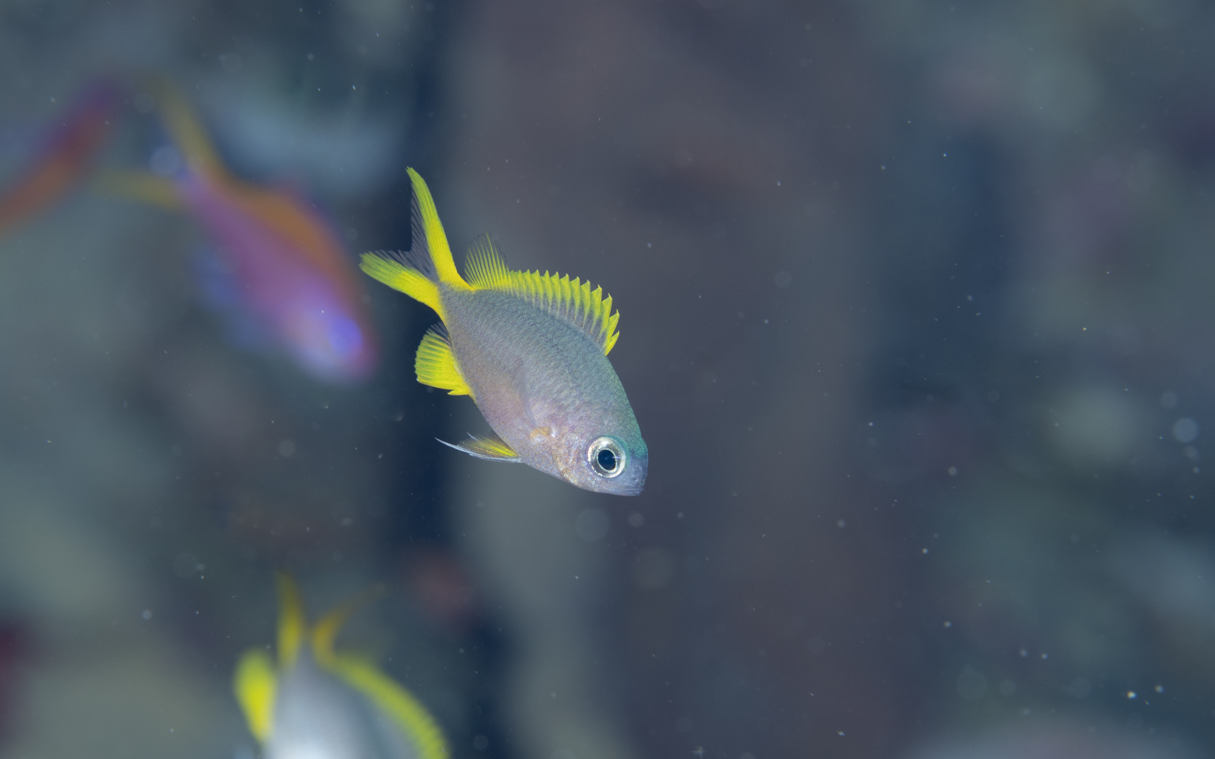Chromis analis – タンポポスズメダイ