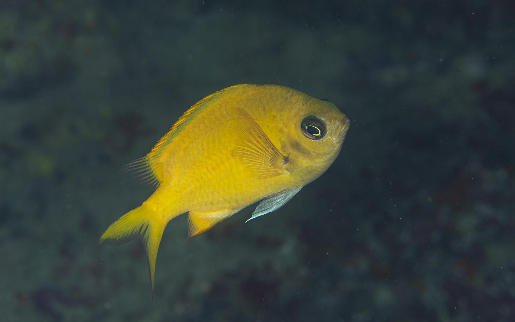 Chromis xouthos – ヒマワリスズメダイ