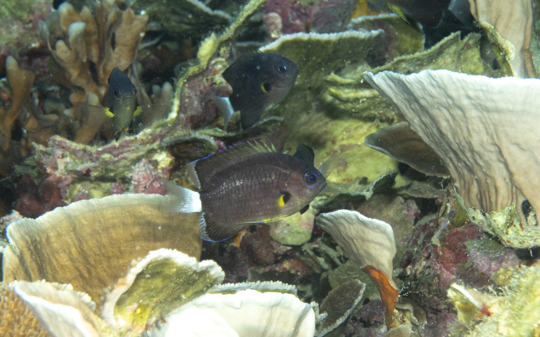 Pycnochromis leucurus – フカミスズメダイ