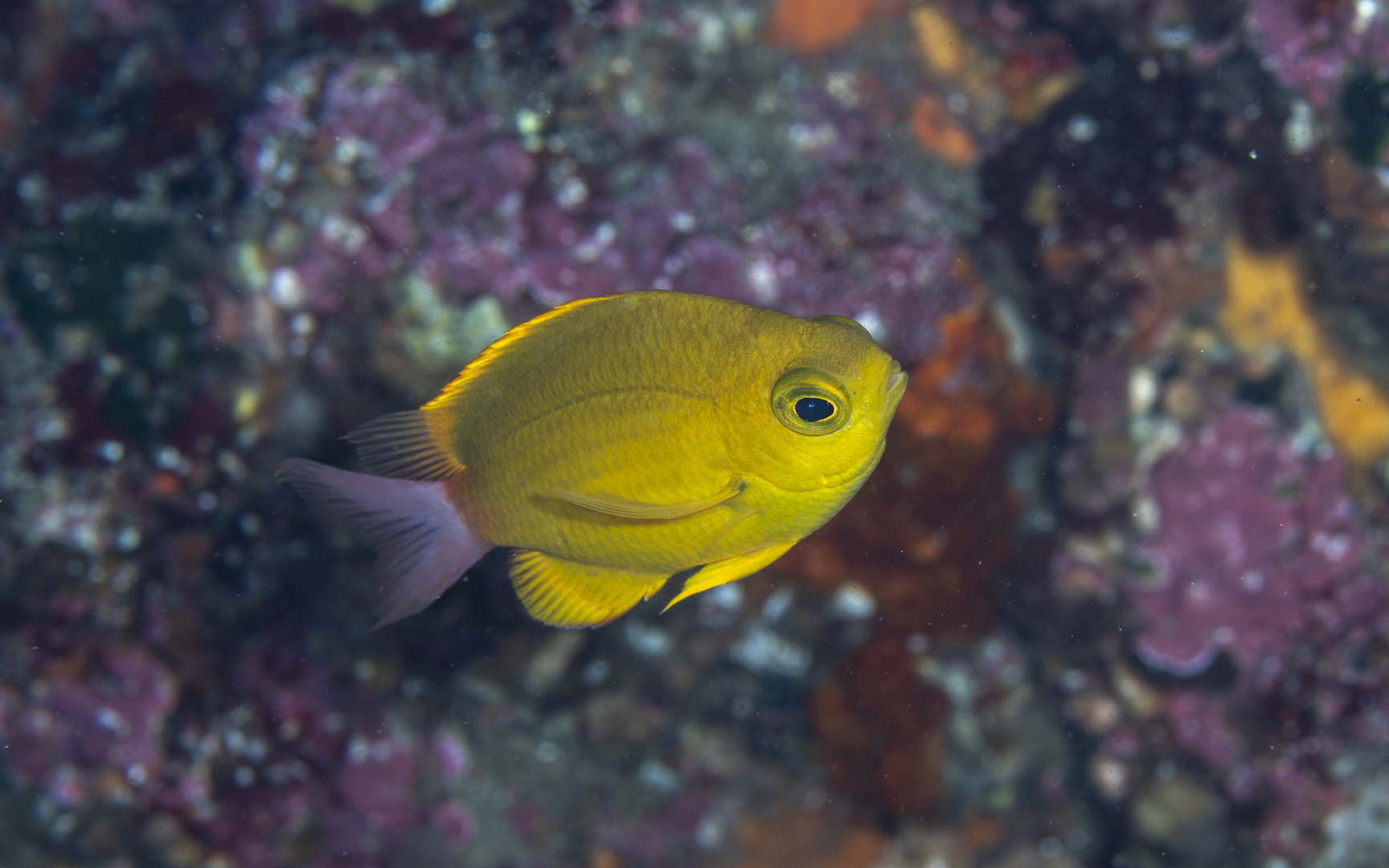 Chromis albicauda – コガネスズメダイ