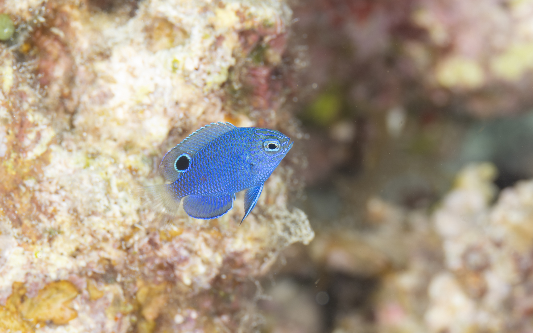 Pomacentrus nagasakiensis – ナガサキスズメダイ