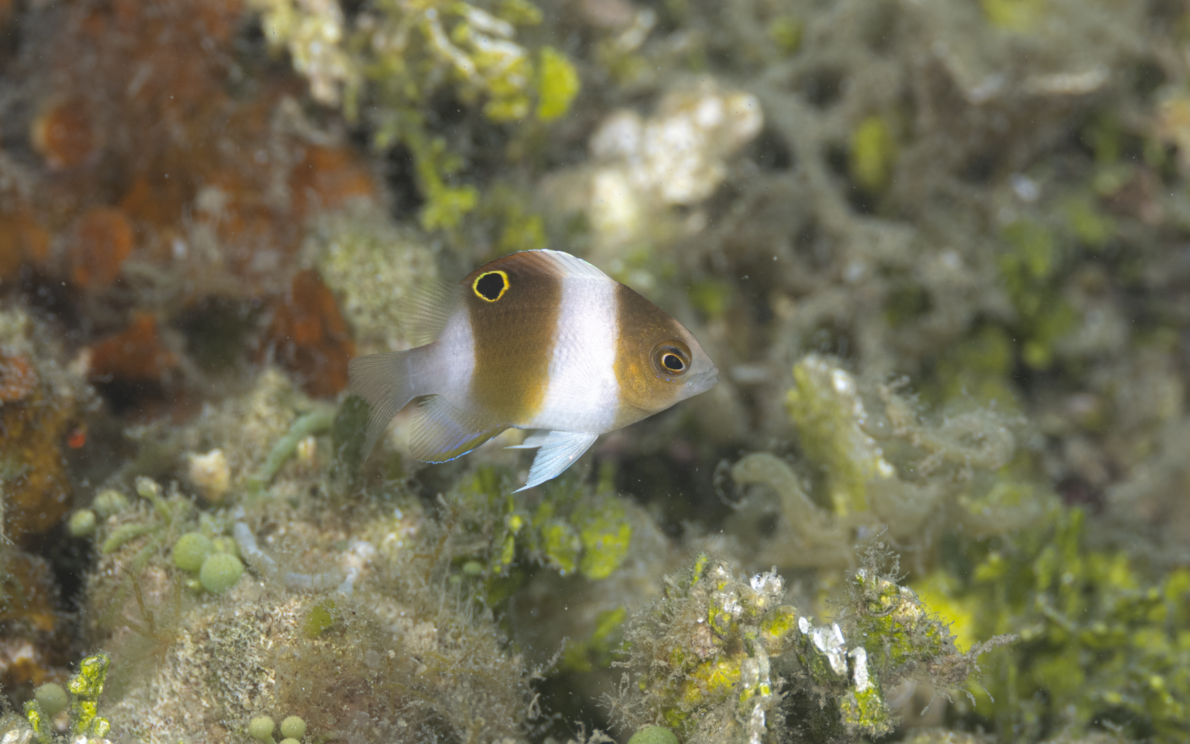 Dischistodus prosopotaenia – ダンダラスズメダイ