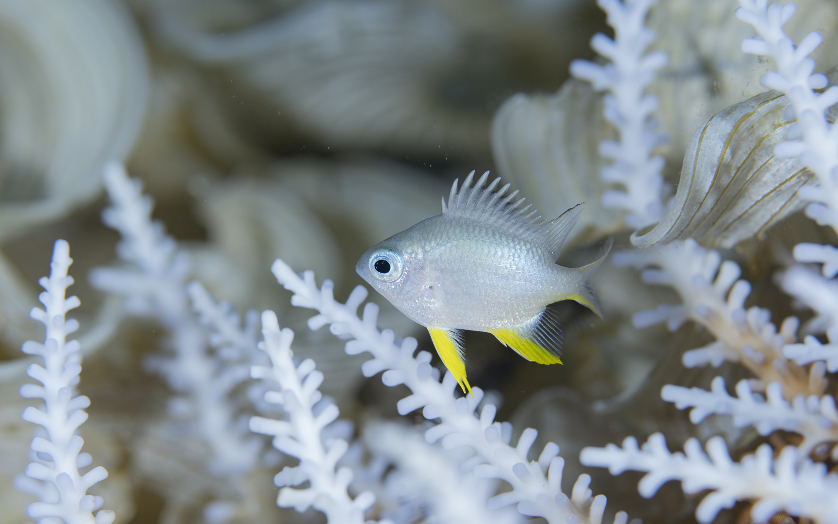 Amblyglyphidodon leucogaster – ナミスズメダイ