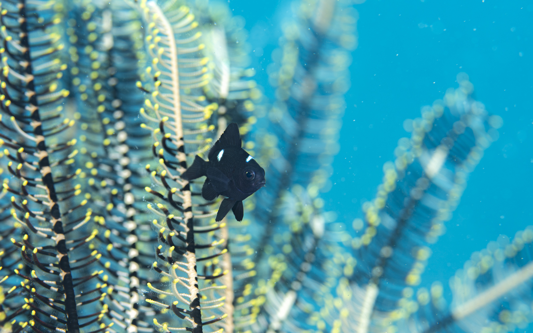 Dascyllus trimaculatus – ミツボシクロスズメダイ