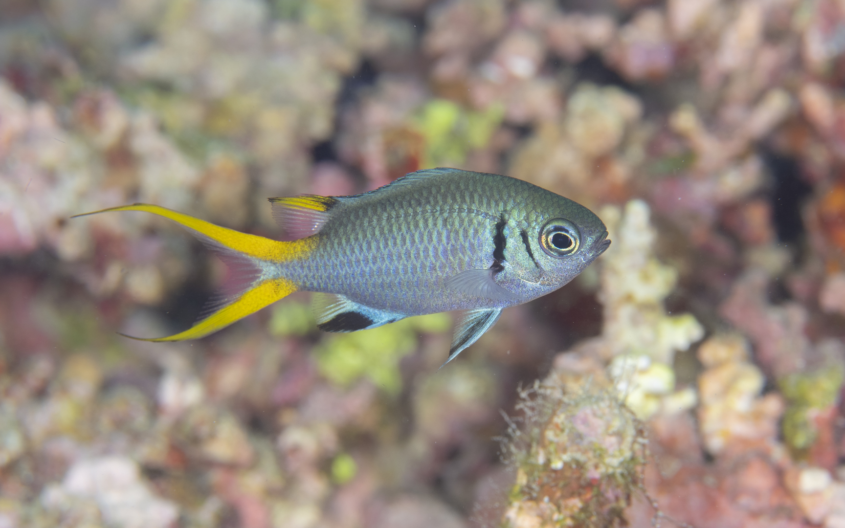 Chromis xanthura – モンスズメダイ