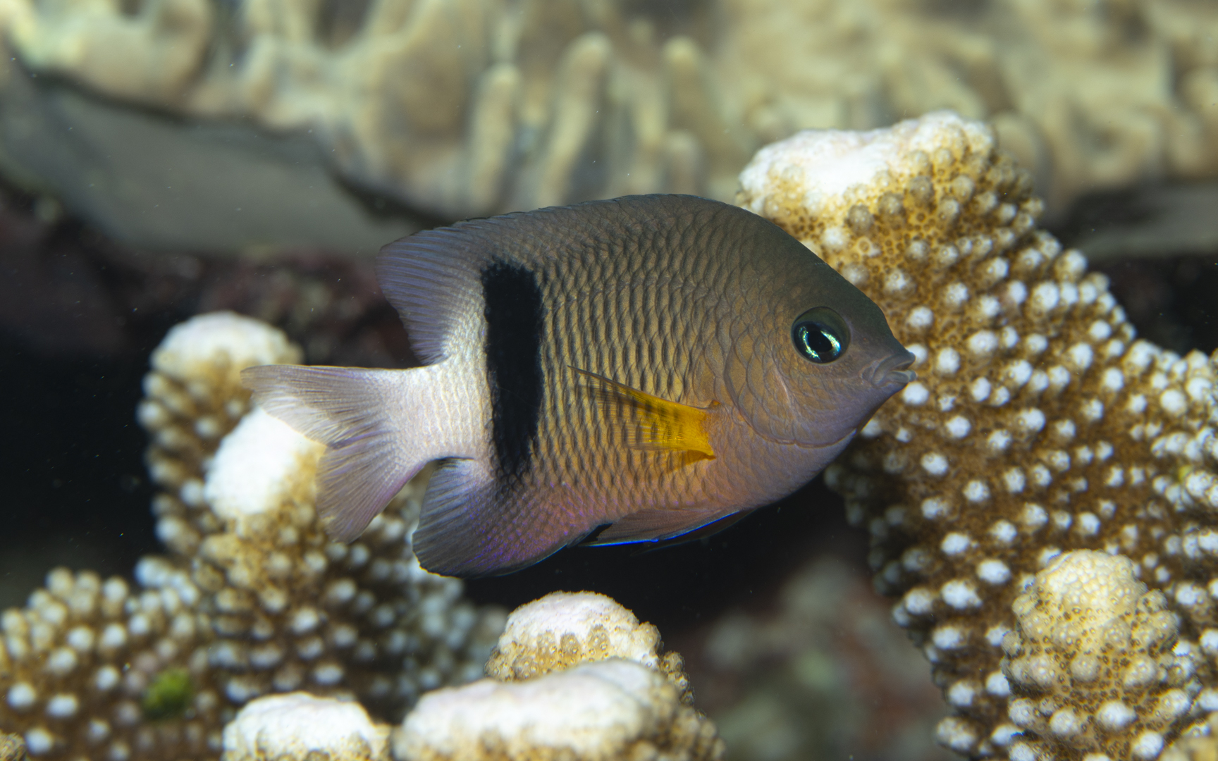 Plectroglyphidodon dickii – イシガキスズメダイ