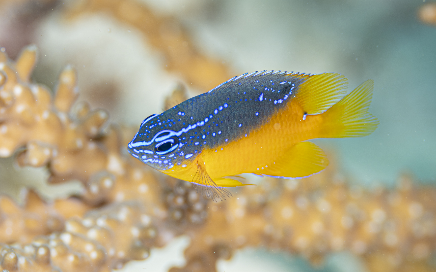 Hemiglyphidodon plagiometopon – スズメダイモドキ