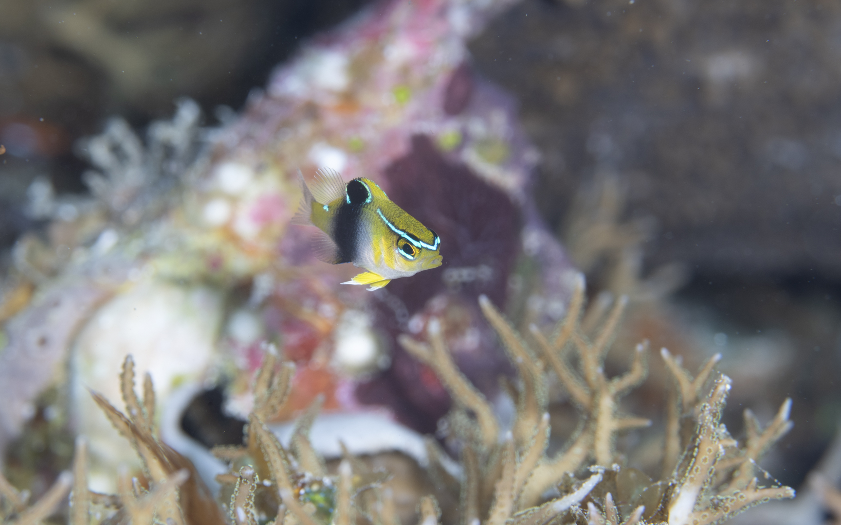 Neoglyphidodon thoracotaeniatus – バーチークダムセル