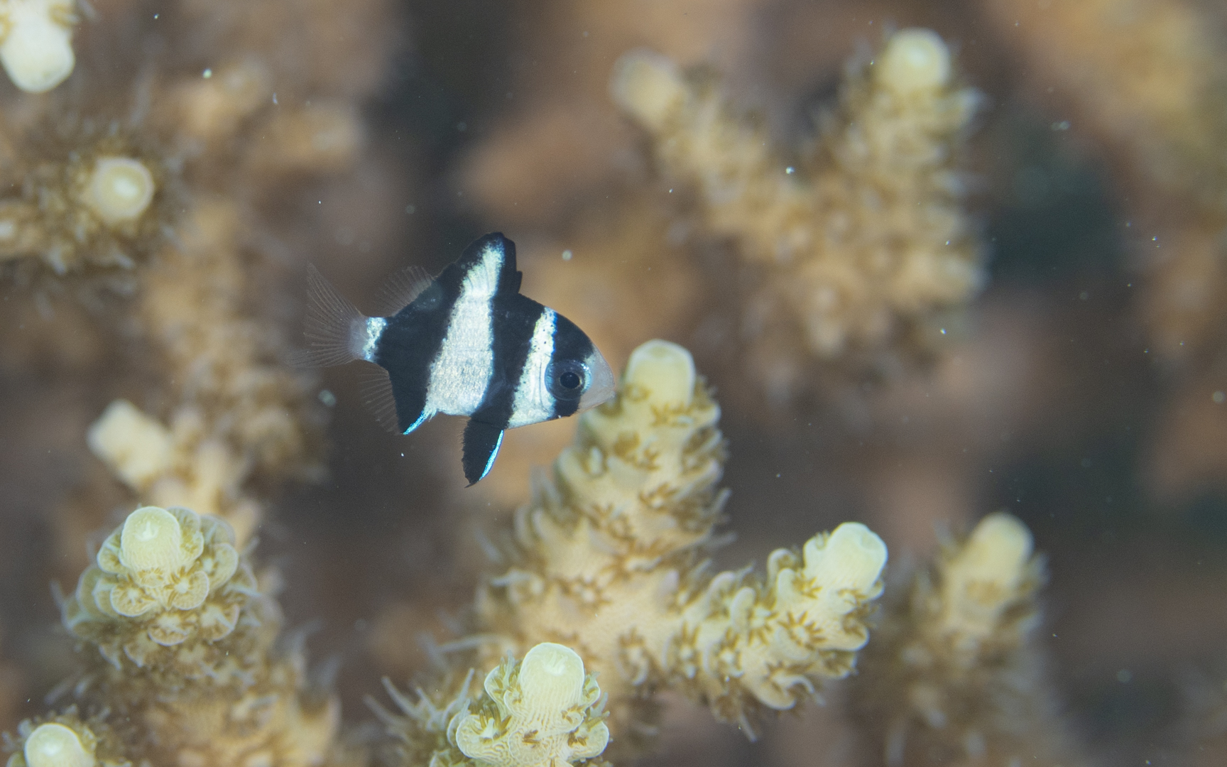 Dascyllus aruanus – ミスジリュウキュウスズメダイ