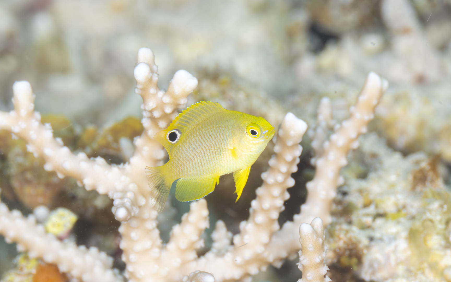 Pomacentrus amboinensis – ニセネッタイスズメダイ