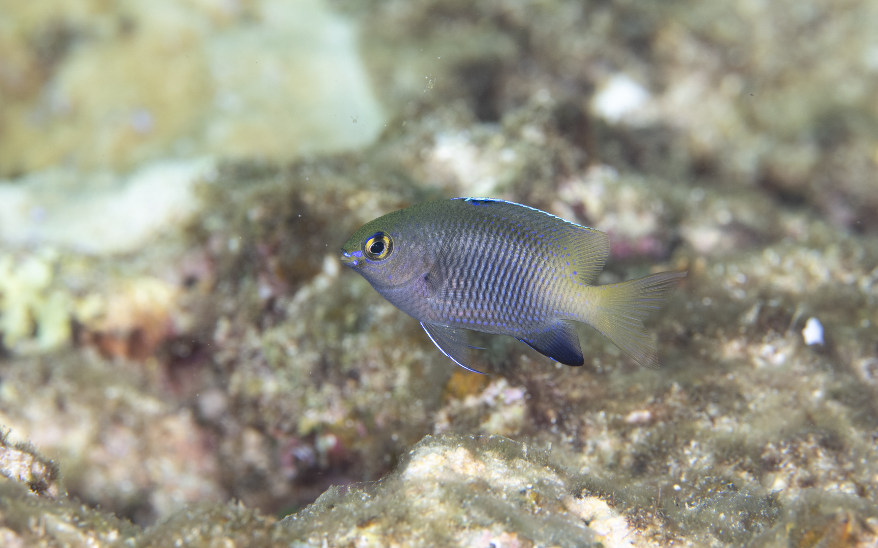 Plectroglyphidodon insularis – ヨロンスズメダイ