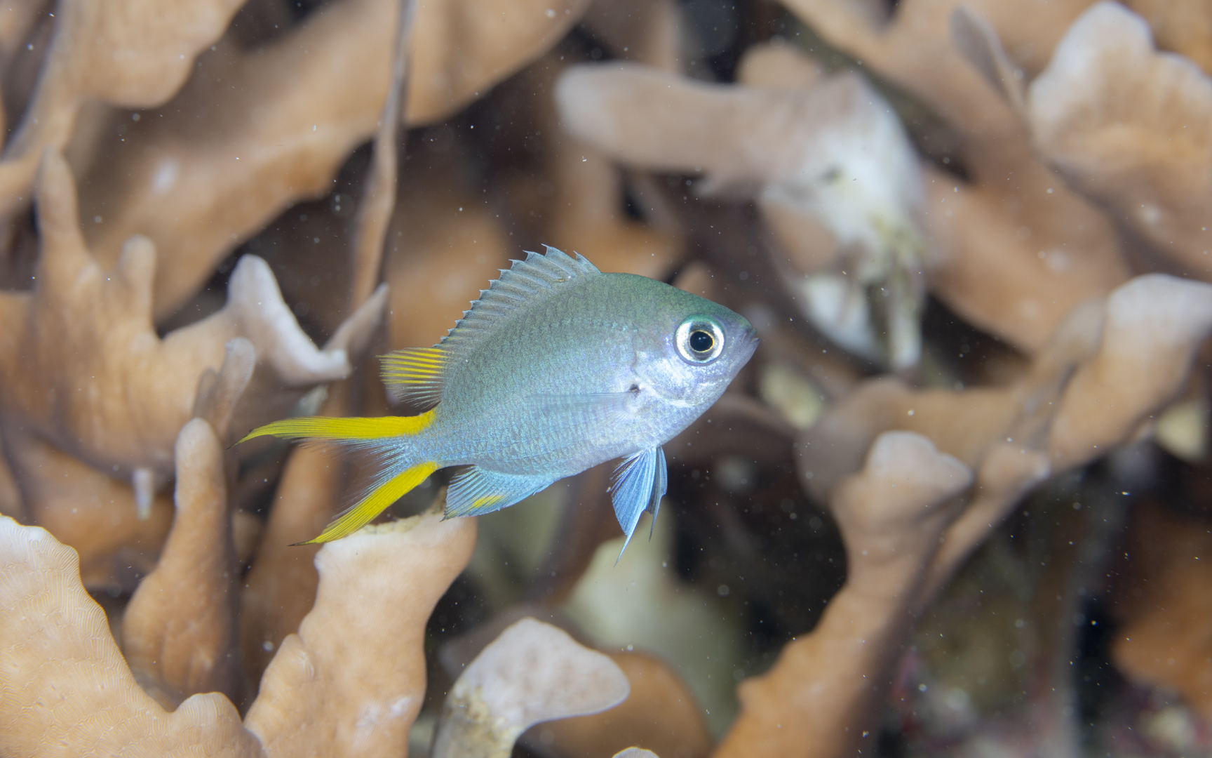 Chromis alpha – アルファスズメダイ