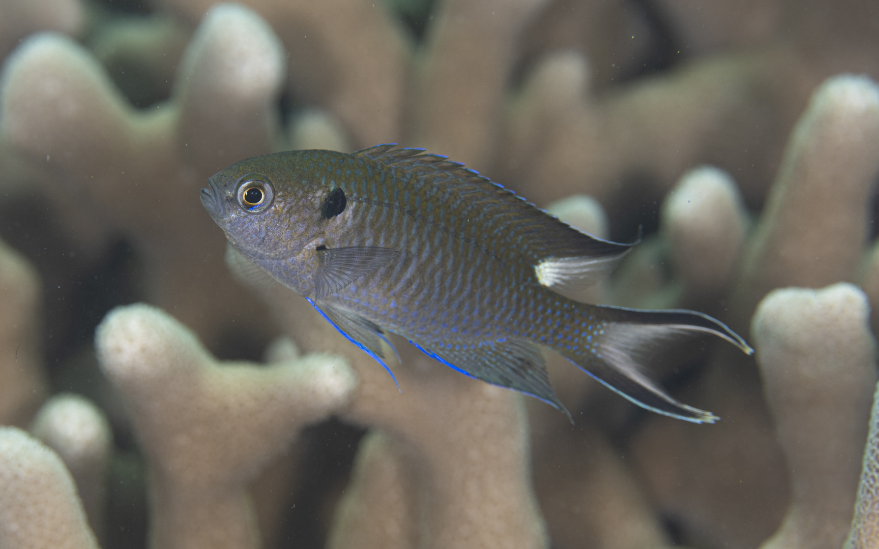 Neopomacentrus cyanomos – クロリボンスズメダイ