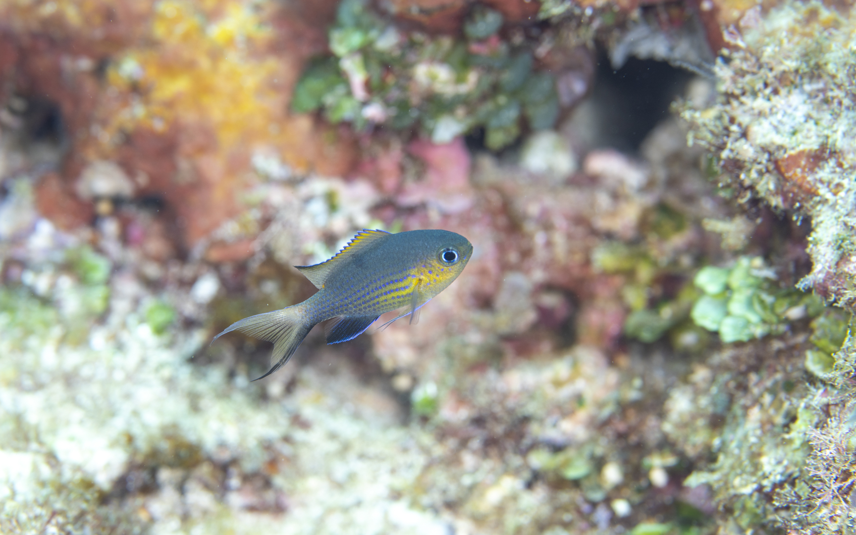 Pycnochromis acares – コビトスズメダイ