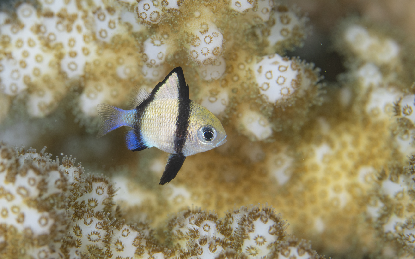 Dascyllus reticulatus – フタスジリュウキュウスズメダイ