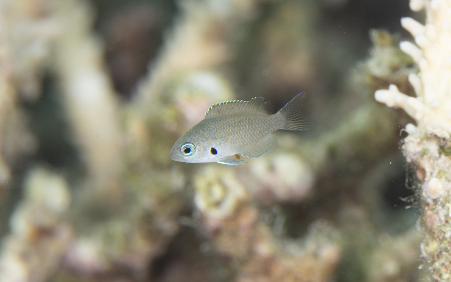 Pomacentrus alexanderae – モンツキスズメダイ
