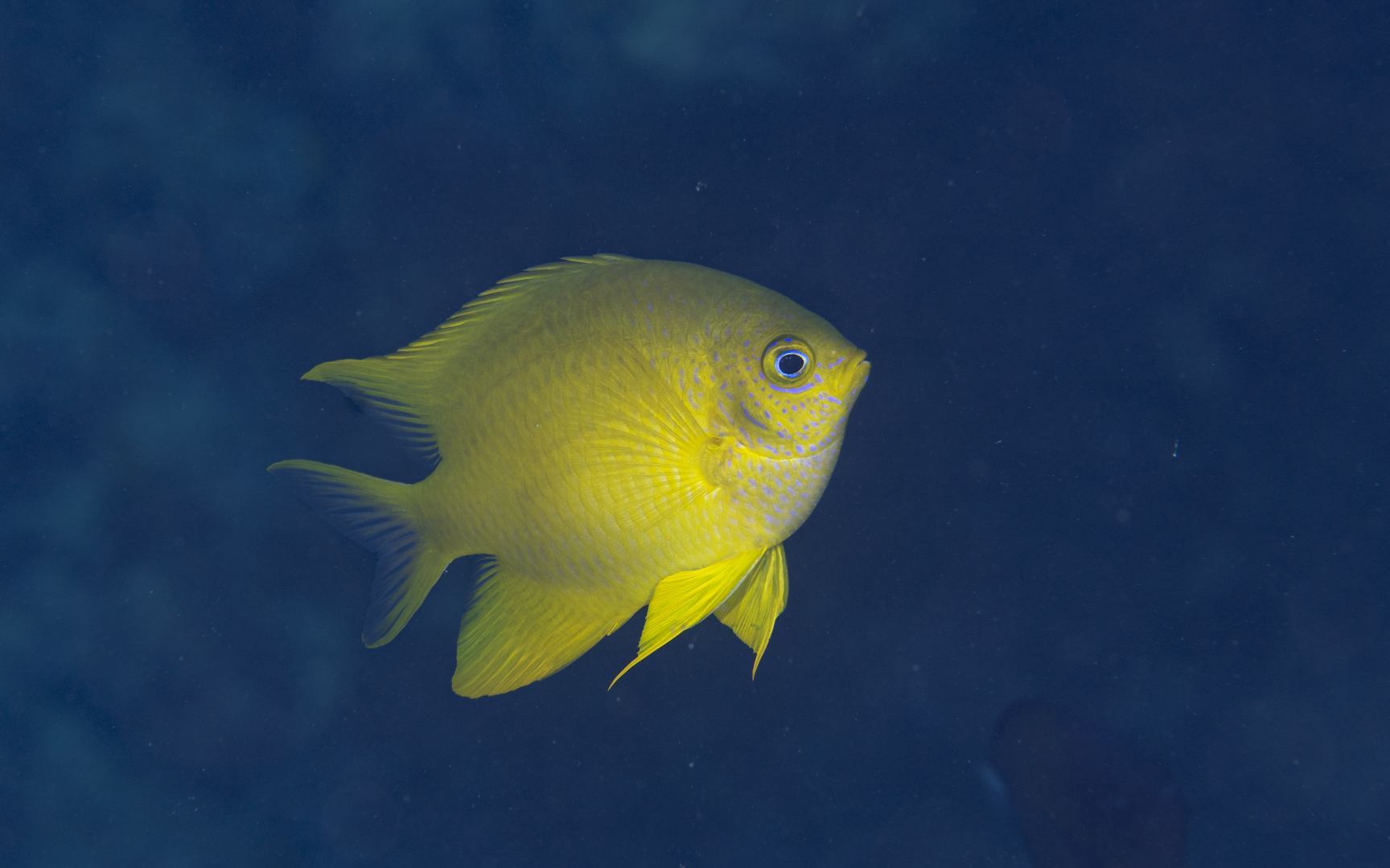 Amblyglyphidodon aureus – ヤマブキスズメダイ