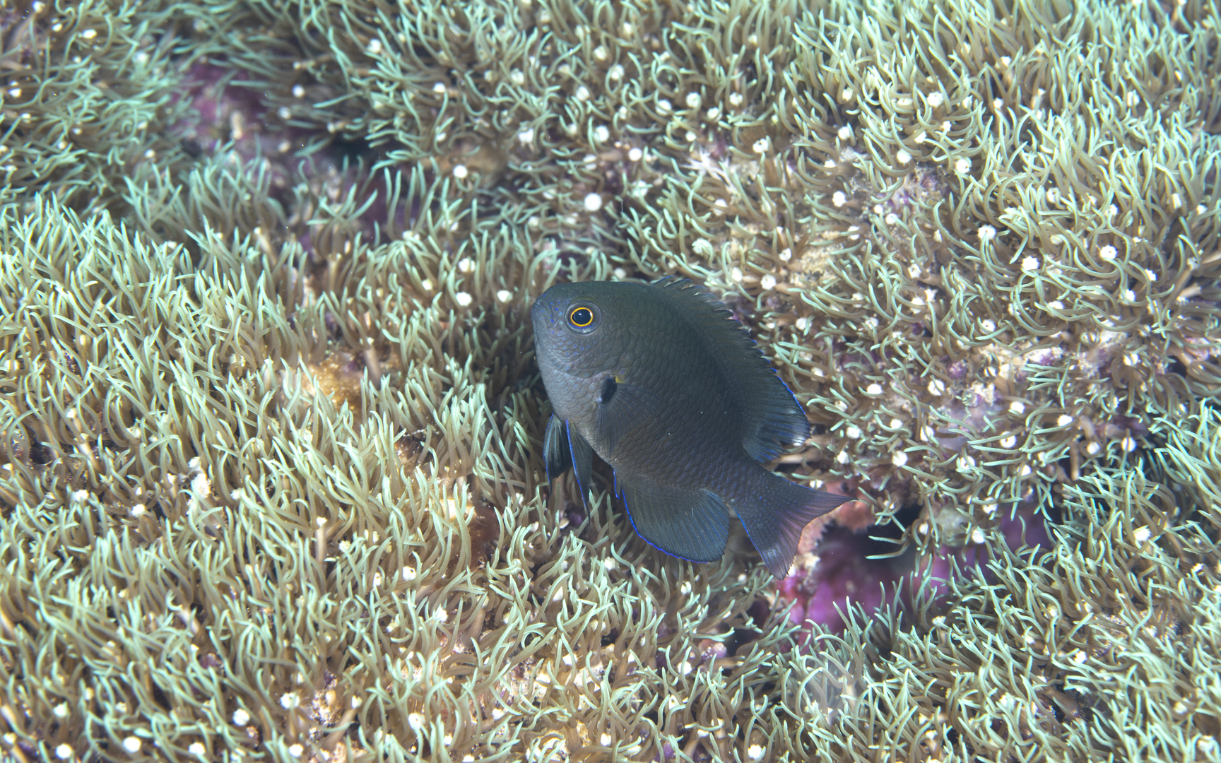Pomacentrus brachialis – チャコールダムゼル