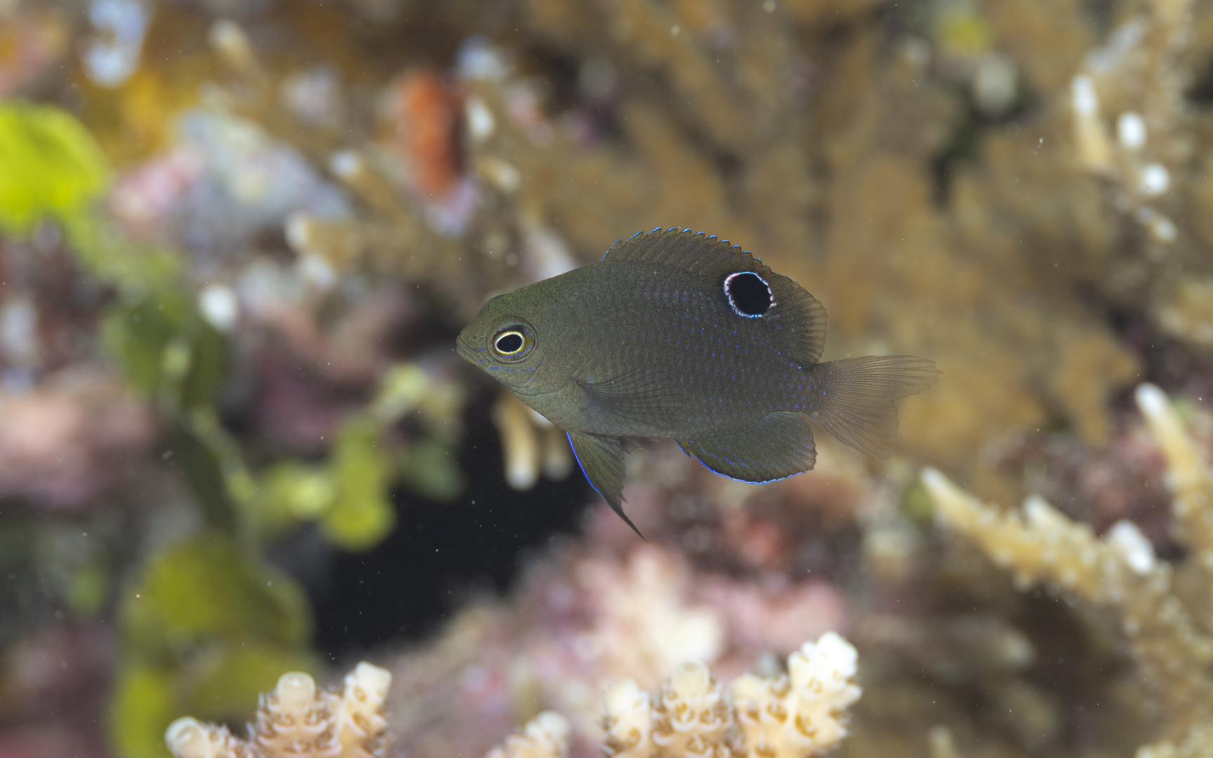 Pomacentrus adelus – オブスカーダムゼル