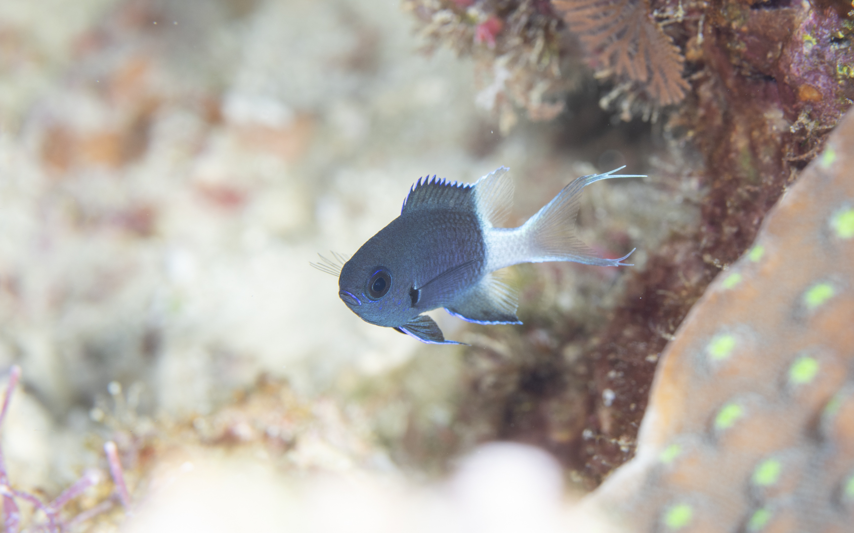 Pycnochromis margaritifer – シコクスズメダイ