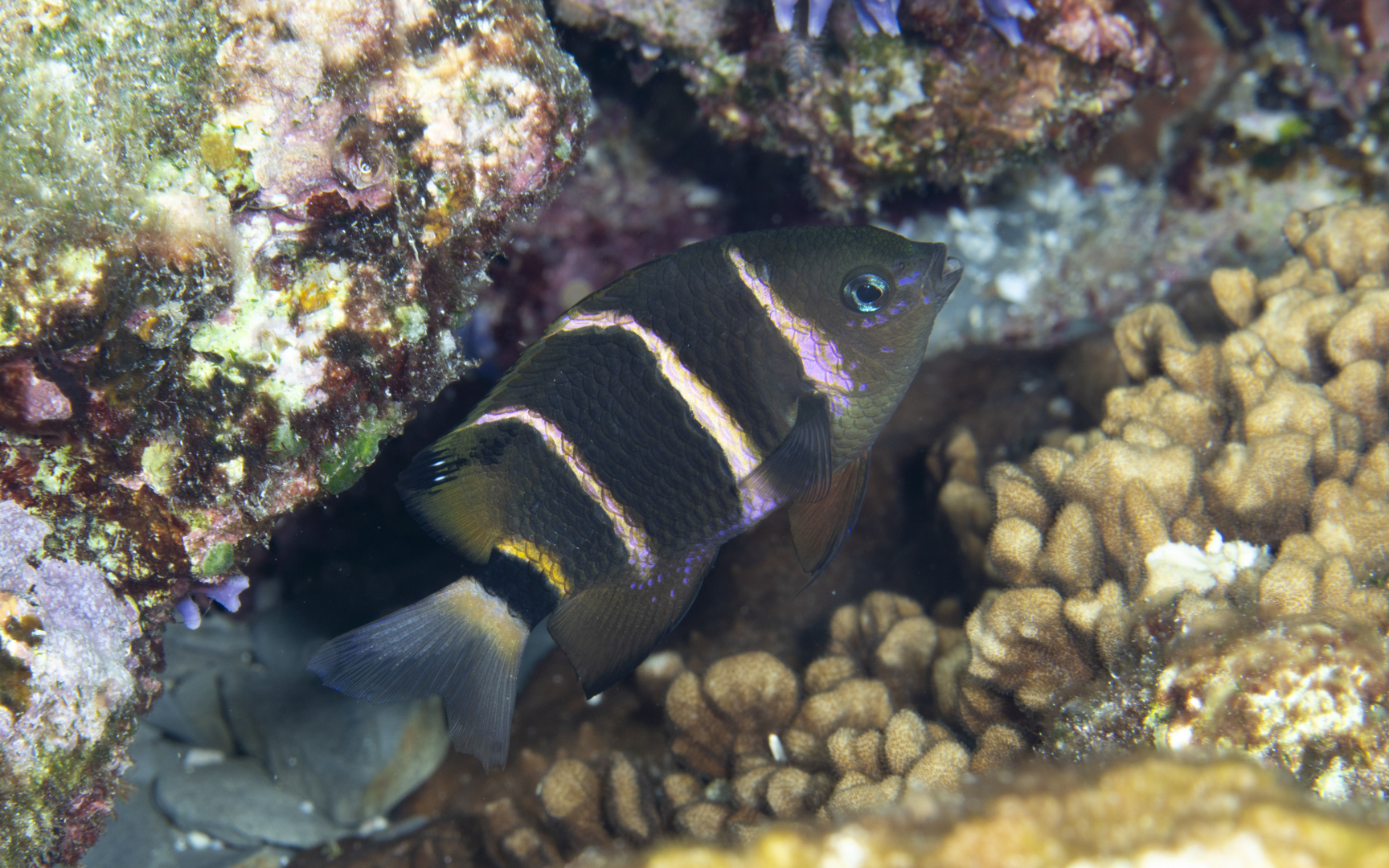 Plectroglyphidodon phoenixensis – フェニックススズメダイ