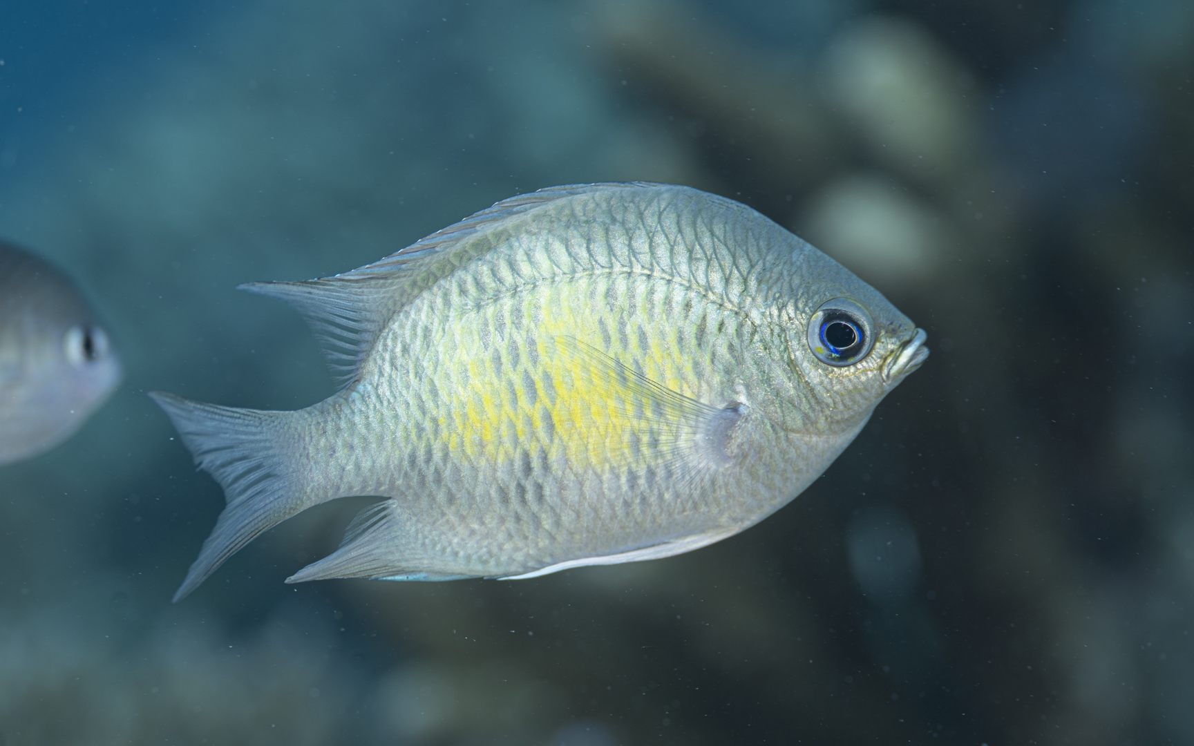 Amblyglyphidodon curacao – クラカオスズメダイ