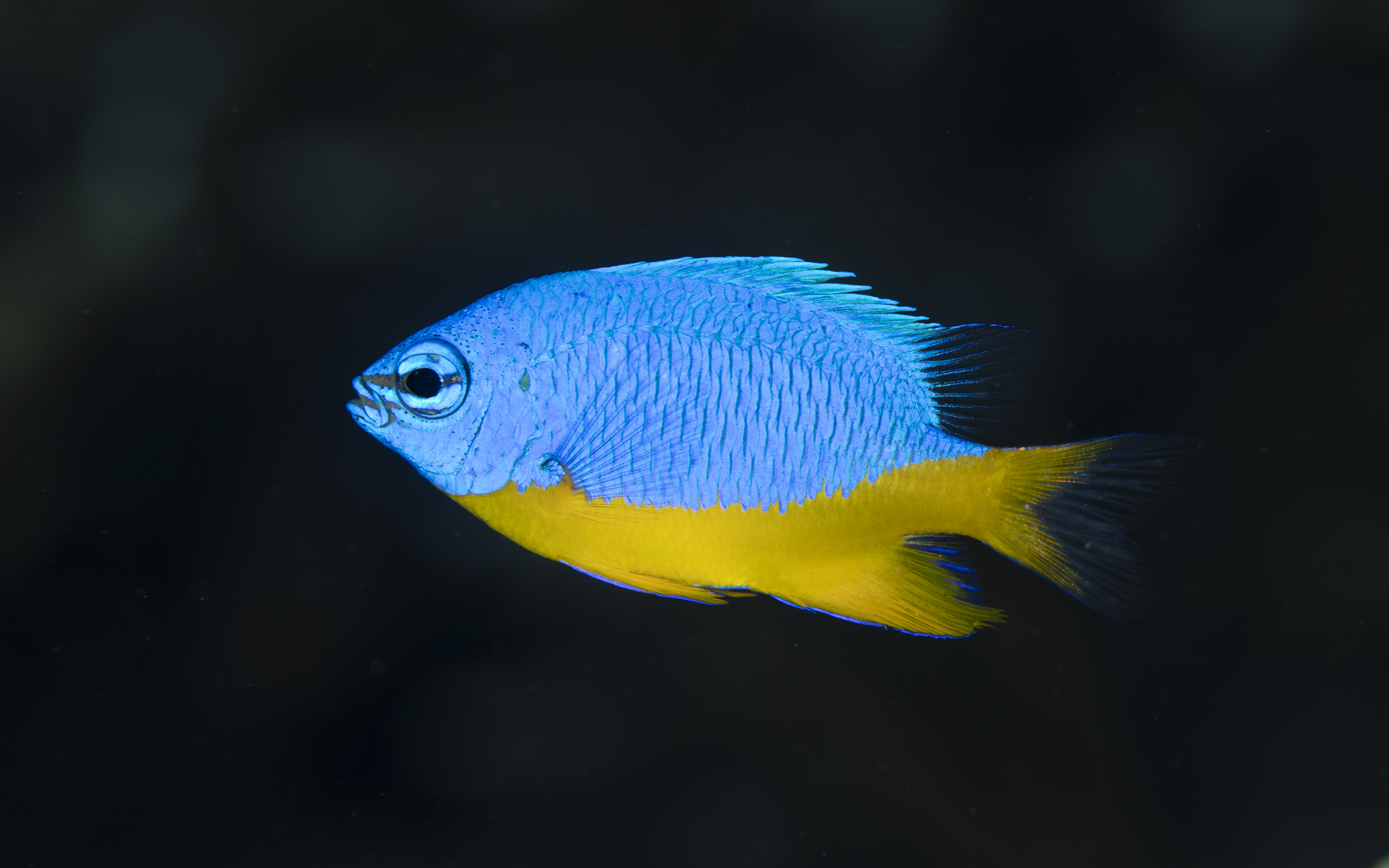 Chrysipetra hemicyanea – Azure demoiselle