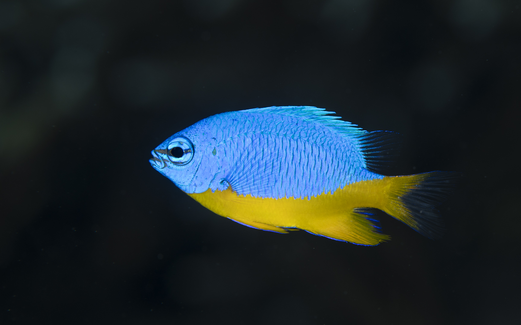 Chrysiptera hemicyanea – ロイヤルダムゼル