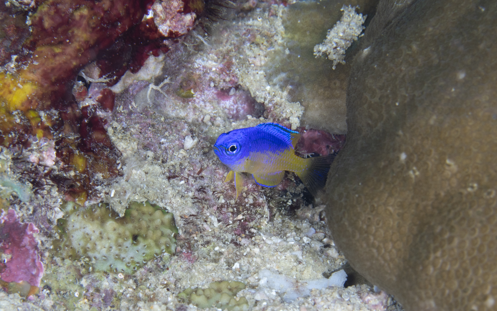 Pomacentrus auriventris – ゴールドベリーダムゼル