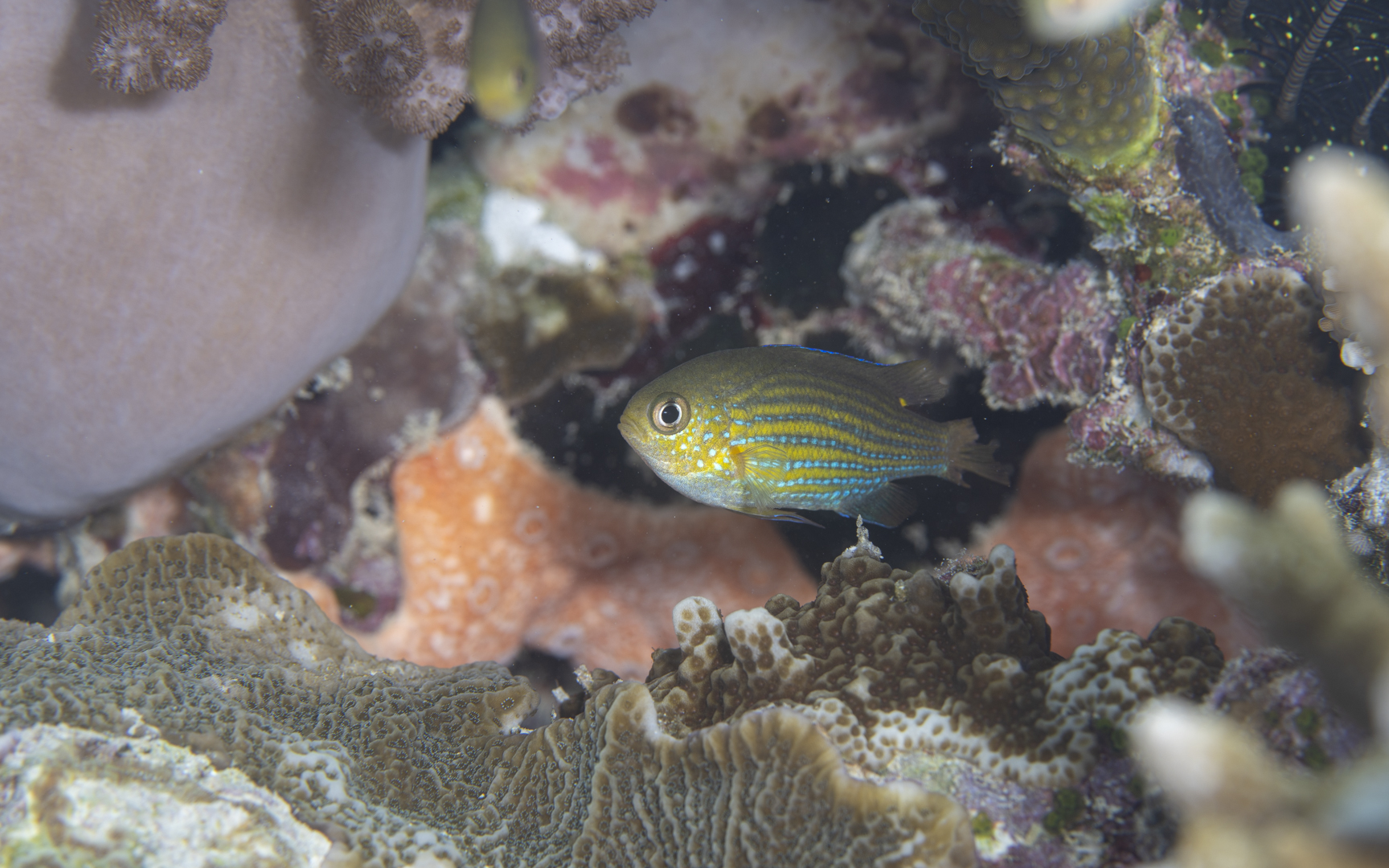 Chromis lineata – ラインドクロミス