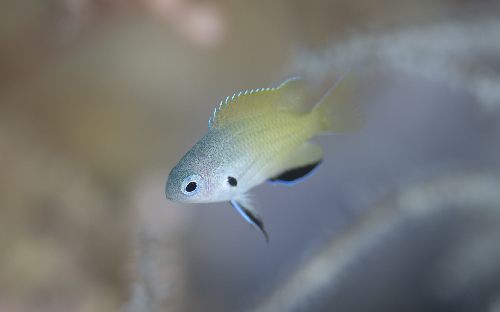 Pomacentrus nigromanus – ゴールドバックダムゼル