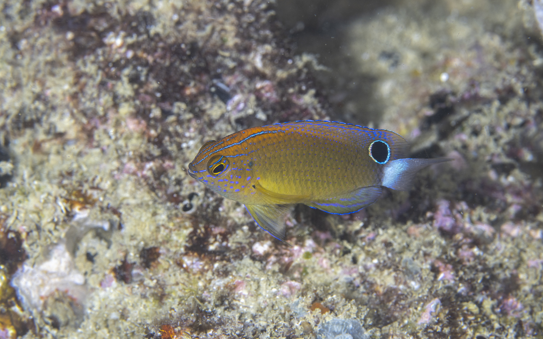 Pomacentrus bankanensis – メガネスズメダイ