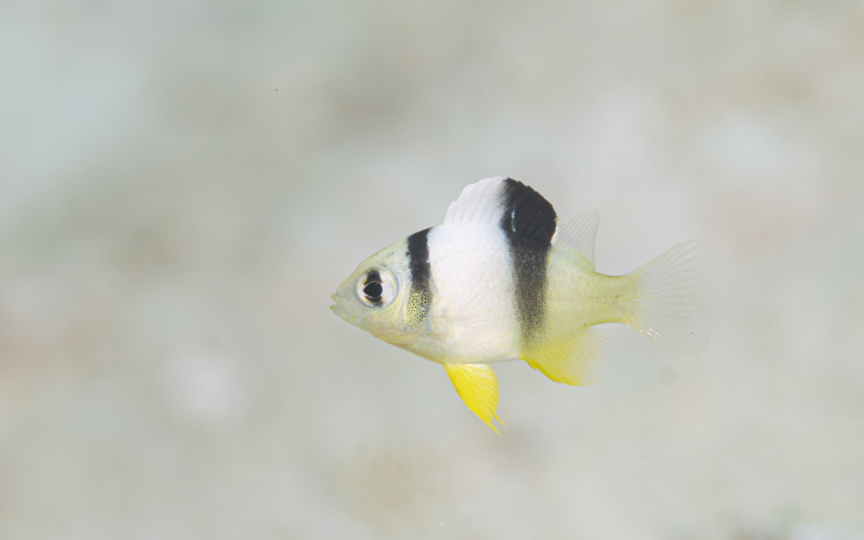 Dischistodus perspicillatus – White damsel