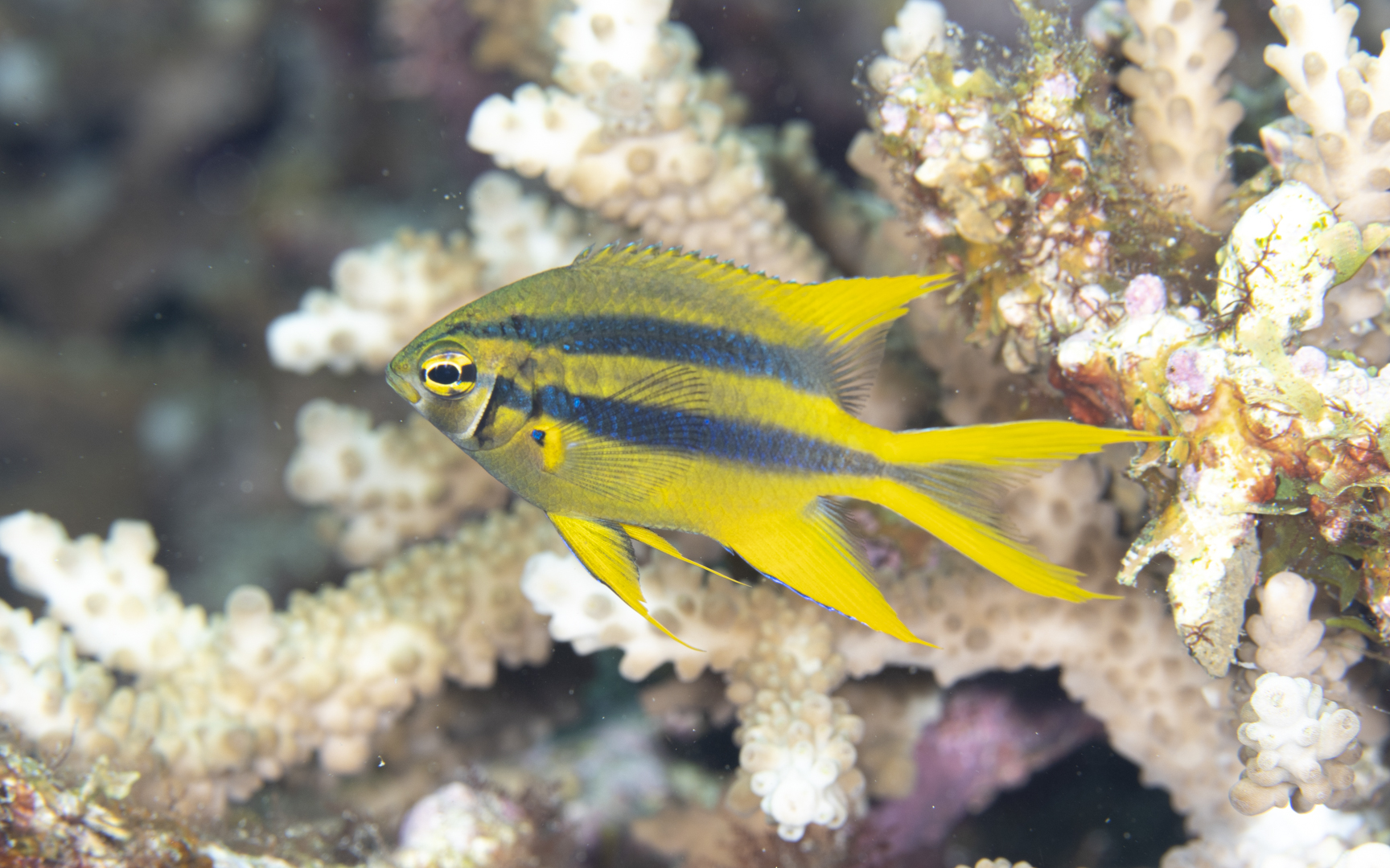 Neoglyphidodon nigroris – ヒレナガスズメダイ