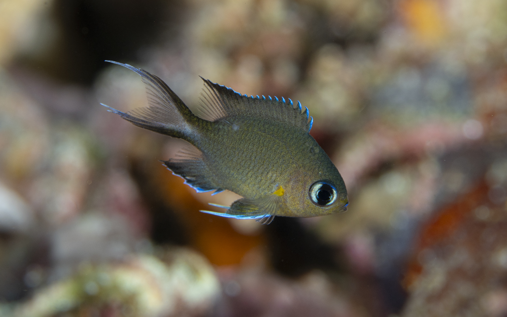 Pycnochromis amboinensis – アンボンスズメダイ